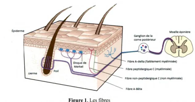 Figure 1. Les fibres 