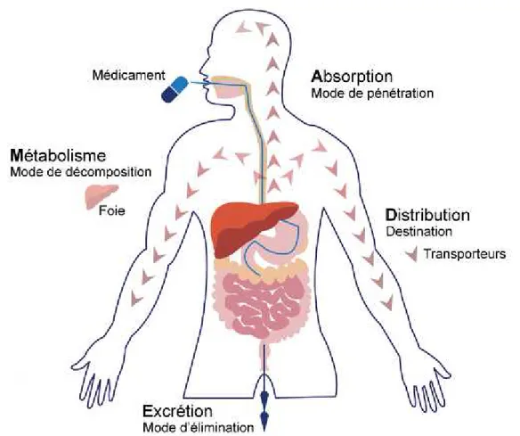 Figure 1 : Pharmacocinétique des médicaments chez l’Homme 