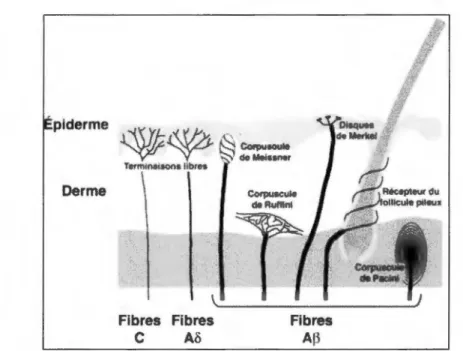 Figure 1. Les terminaisons nerveuses 