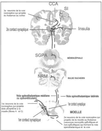 Figure 3. Voies de la douleur 