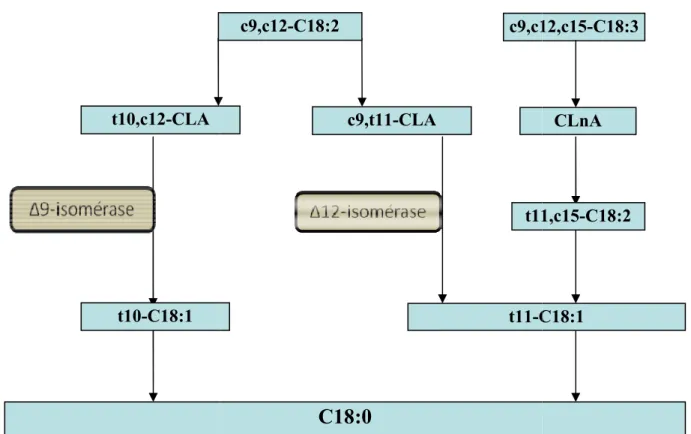 Figure  1  :  Principales  voies  de  biohydrogénation linolénique  et  leurs  formes  conjugués  (