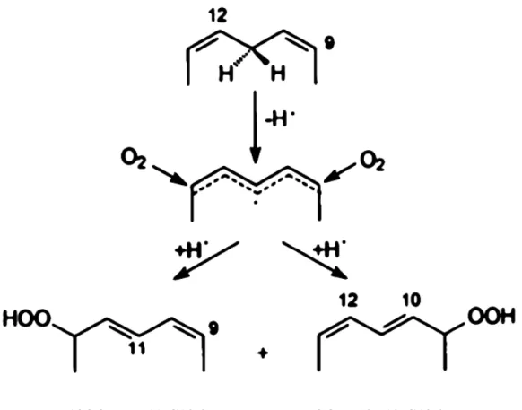Figure  2 :  Peroxydation  de  l’acide  linoléique :  zoom  sur  le  carbone  en  position  11  (Frankel,  2005)