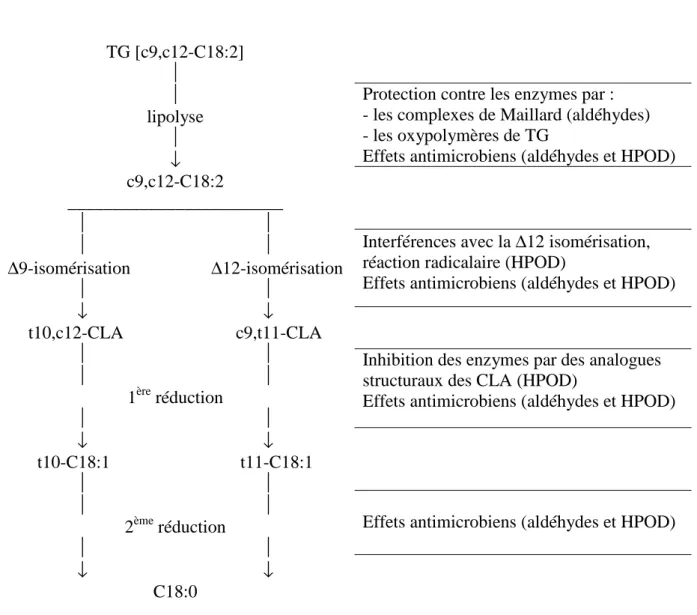 Figure 4 : Modes d’action théoriques possibles des principaux produits d’oxydation de l’acide  linoléique sur sa propre biohydrogénation dans le rumen