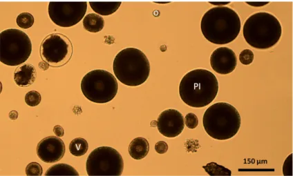 Figure 1.9 – Microscopic observation of oocytes from a A. defodiens female at different develop- develop-ment stages: germ cells (o), vitellogenesis (V) and prophase I of meiosis (PI)
