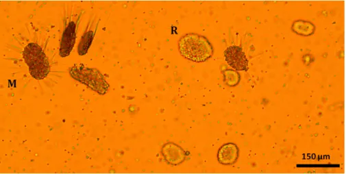Figure 1.10 – Microscopic observation of male gametes of A. defodiens at the ’rosette’ stage (R) and the ’morula’ stage (M)