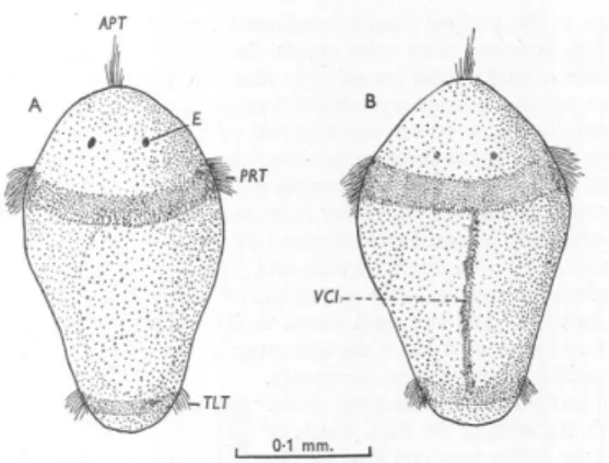 Figure 1.12 – Camera lucida drawings of Arenicola marina trochophore larvae taken from Newell (1948)