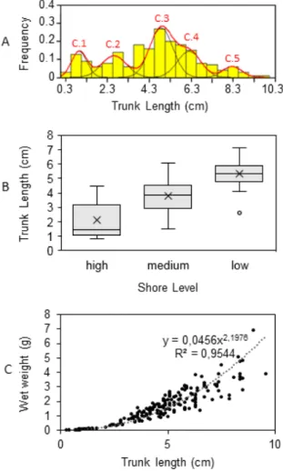 Figure 2.4 – Length-frequency distributions of the trunk lengths of all specimens of Arenicola marina obtained from Wimereux in summer 2017 analysed using FISAT II