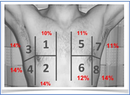Figure n°4 : Répartition des lignes B sur les différentes zones du thorax