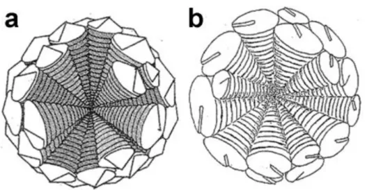 Figure 13 : Modèles de croissance hélicoïdale du graphite sphéroïdal selon Double et Hellawell (a) et Miao  et coll