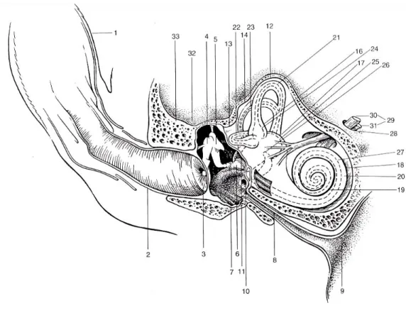 Figure 1 : Représentation schématique d’une coupe transversale de l’oreille droite d’un chien,  permettant de visualiser les 3 oreilles : externe, moyenne et interne
