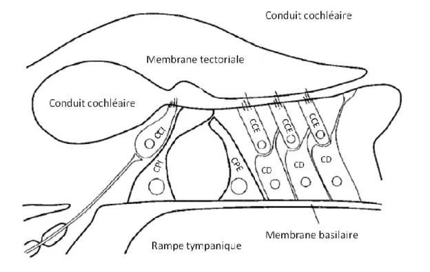 Figure 7 : Représentation schématique de l’organisation de l’organe spiral d’un mammifère  d’après[23] 