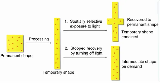 Figure 1. Schematic illustration of spatially-selective shape recovery and obtaining of  intermediate shapes on demand