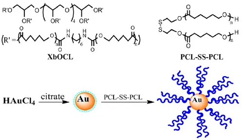 Figure  2.  Chemical  structures  of  the  shape  memory  polymer  (XbOCL)  and  polymer-functionalized  gold  nanoparticles  (AuNPs)  used  to  prepare  the  composite  material
