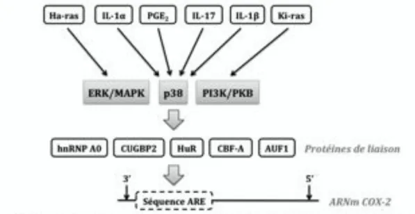 Figure 6 : Régulation post-transcriptionnelle de la COX-2 (adaptée de Rodrigues et al