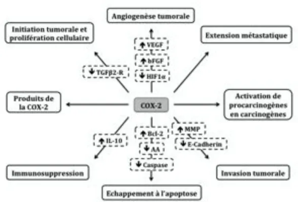 Figure 7 : Implication de la COX-2 dans la carcinogenèse (adaptée de Rodrigues et al. 161 )  A