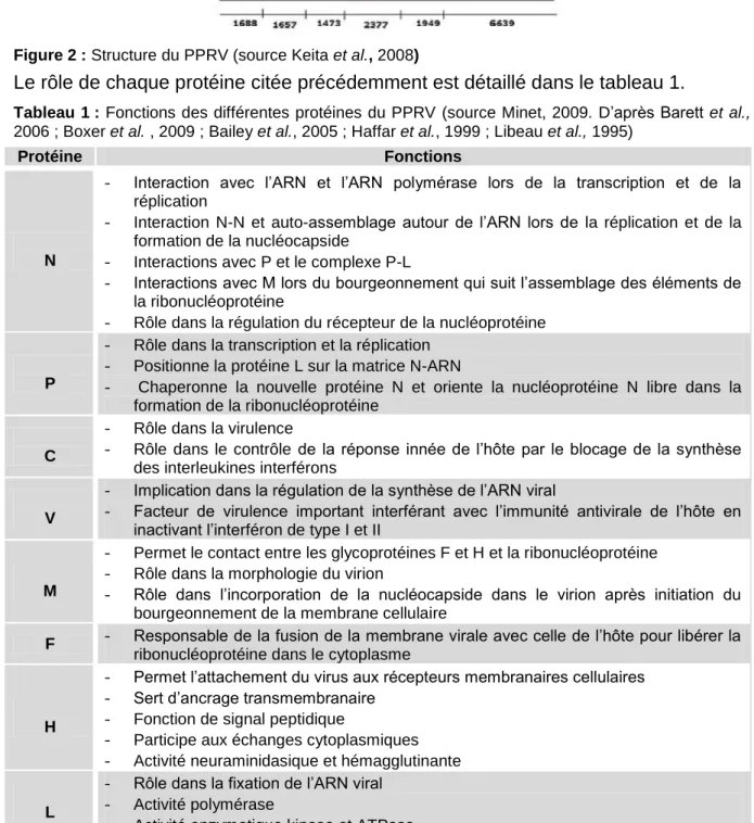 Tableau 1 : Fonctions des différentes protéines du PPRV  (source Minet, 2009.  D’après Barett et al.,  2006 ; Boxer et al