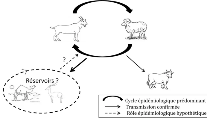 Figure 5: Cycle épidémiologique de la PPR (d’après Dufour, 2010) 
