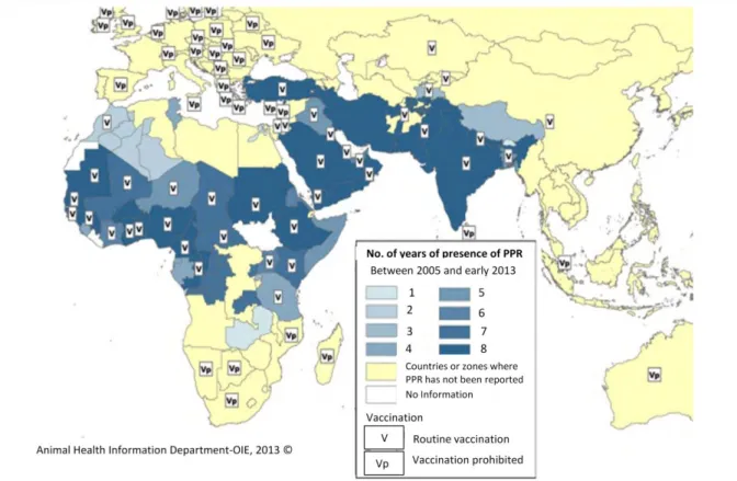 Figure  11 :  Evolution  de  la  PPR  entre  2005  et  début  2013  et  stratégies  de  vaccination  utilisées  en  2011 et 2012 