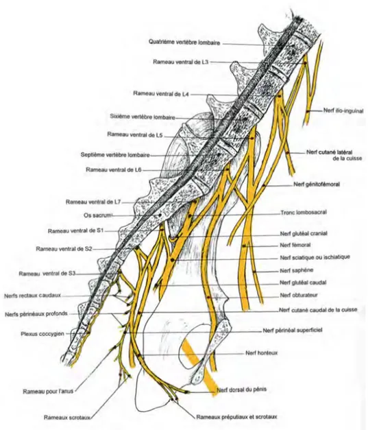 Figure	
  1	
  :	
  Plexus	
  lombosacré	
  du	
  chien	
  [2]	
  