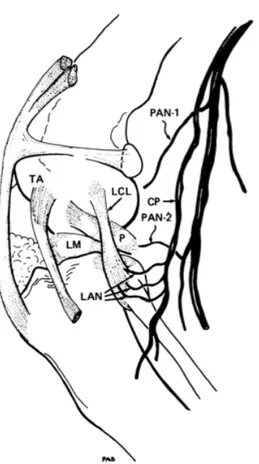 Figure	
  5	
  :	
  innervation	
  face	
  latérale	
  de	
  l'articulation	
  du	
   grasset	
  [3] 