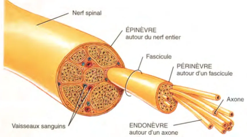 Figure	
  6.	
  Agencement	
  et	
  gaine	
  de	
  tissus	
  conjonctif	
  d'un	
  nerf	
  spinal	
  [7]	
  