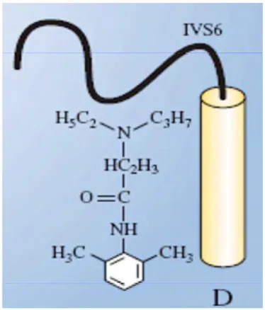 Figure	  7.	  Liaison	  lidocaïne,	  protéine	  D	  [1]	   