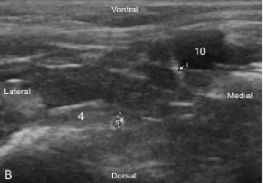 Figure	  11.	  Aspect	  échographique	  de	  la	  coupe	  supra-­‐inguinale	  chez	  le	  chat 