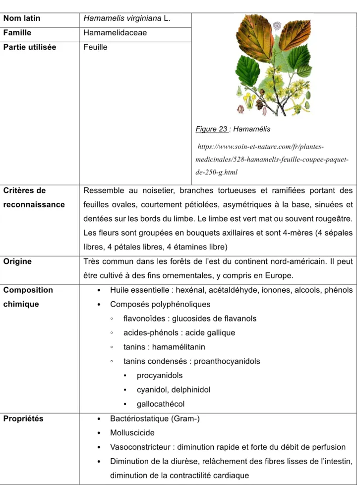 Figure 23 : Hamamélis 