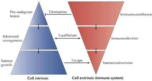 Figure 4. Effets du système immunitaire sur la progression tumorale (extrait de Zitvogel L