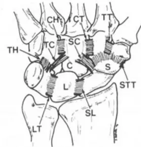 Figure 5 : Schéma des ligaments intrinsèques du carpe, face palmaire, d’après Berger (2), L 