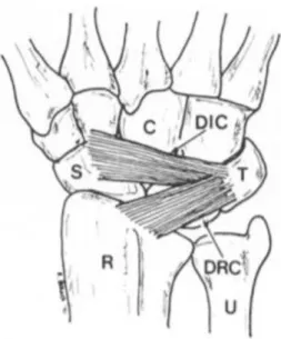 Figure 10 : schéma des ligaments extrinsèques de la face dorsale du carpe selon Berger, S = 