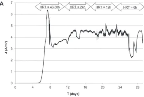 Fig. 1. Microbial bioanode formed and operated in continuous mode under constant polarization at ÿ0.3 V/SCE
