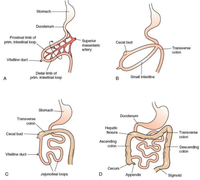 Figure 2 : Rotation de l’intestin primitif moyen (3) 