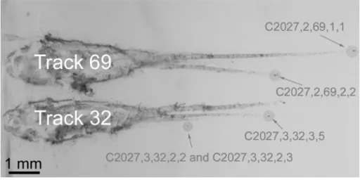 Fig. 3.1 : Micrographie optique des tracks 32 et 69. Les particules terminales étudiées sont encerclées