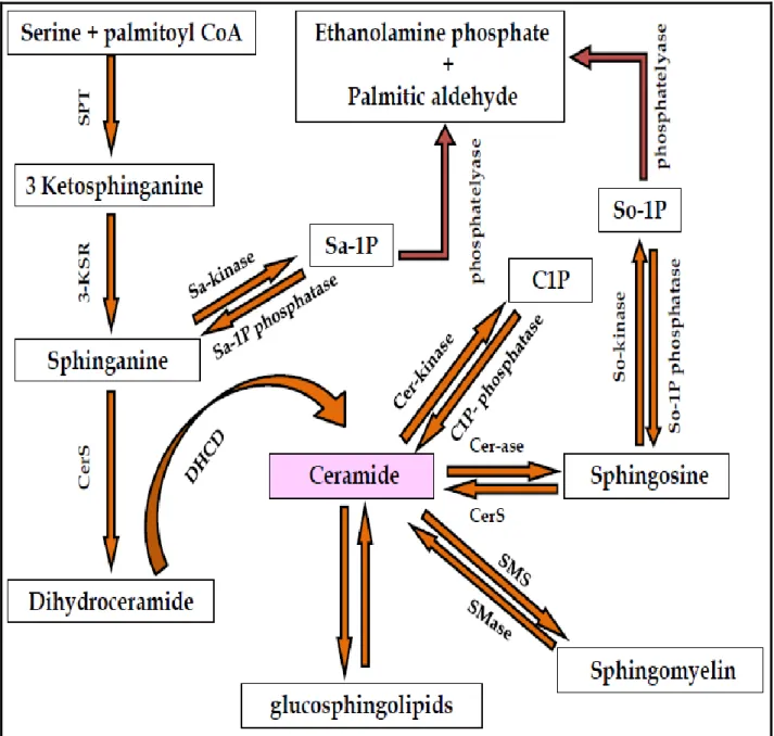 Figure 3: Diagram of sphingolipids biosynthesis [179-180-181-182] 