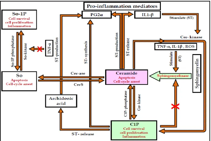 Figure 4: Role of sphingolipids in inflammatory responses [179-187-196] 