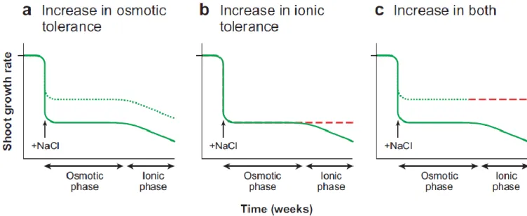 Figure 1.3.  The growth response to salinity stress occurs in two phases: a rapid response to the increase in  external osmotic pressure (the osmotic phase), and a slower response due to the accumulation of Na+ in leaves  (the ionic phase)