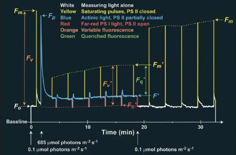 Fig.  1.4.  Protocol  for  quenching  analysis  using  modulated  fluorescence.  A  dark-adapted  leaf  is  exposed  to  various light treatments