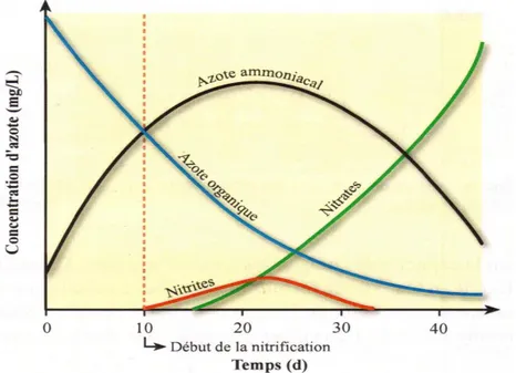 Figure 3.1 Transformation progressive de tout l'azote organique en nitrites  puis en nitrates (tirée de Olivier, 2009, page 47) 