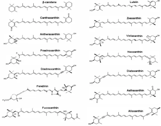 Fig. 4  Structure of the main microalgal carotenoids [43] 