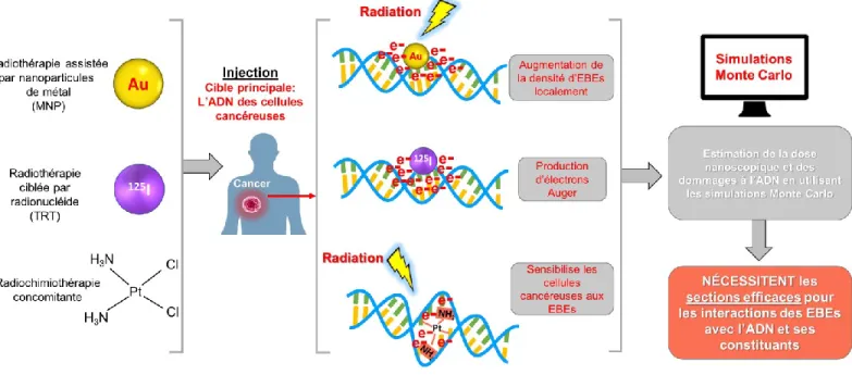 Figure  2  –  Illustration  des  principes  de  base  de  trois  modalités  radiothérapeutiques  de  type  ciblé :  la  radiothérapie assistée par nanoparticules de métal (MNP) utilisant ici les nanoparticules d’or (Au), la thérapie  ciblée par radionucléi