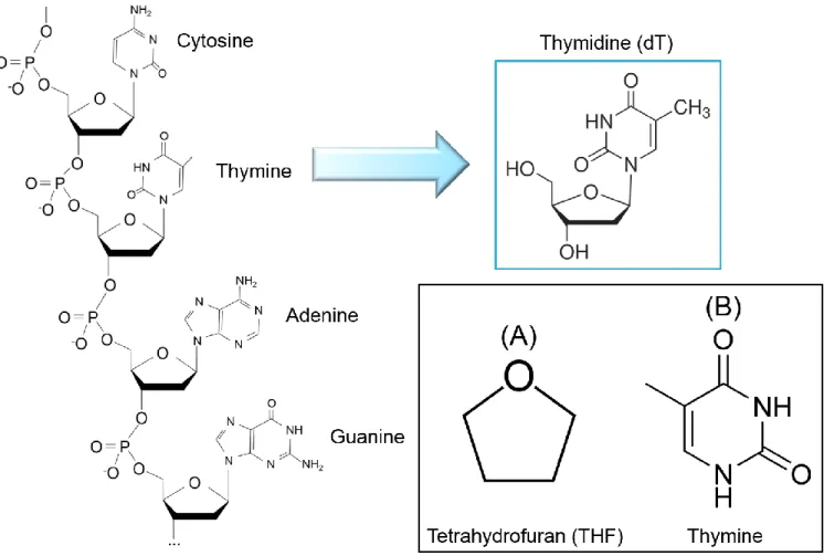 FIG 3.1.  Chemical structure of a short DNA strand. The thymine base and the sugar moiety (deoxyribose)  linked together corresponds to Thymidine (dT)