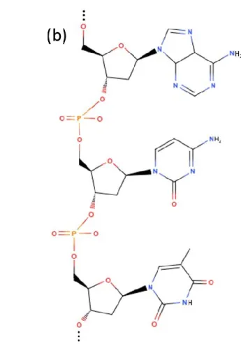 Figure 1.2 – (a) Schéma du tétrahydrofurane qui sert de modèle pour le désoxyribose de la  colonne vertbébrale de l’ADN