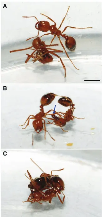 Fig. 1. Some of the behaviours noted during confrontations. (A) An A. sexdens media worker feigning death (thanatosis) during a confrontation set up with a Solenopsis saevissima worker