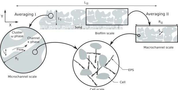 FIG. 2. Schematic diagram highlighting the multiscale nature of biofilms. Two different ways of averaging are presented depending on the scale constraints that are satisfied: on the left, the averaging volume is defined on a small portion of the biofilm; t