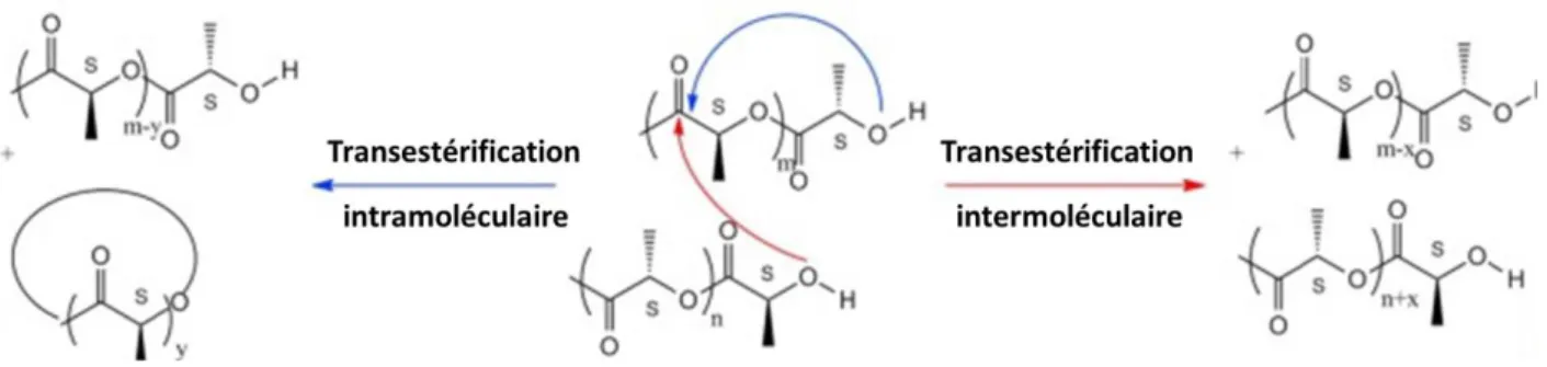 Figure 28. Transestérification intra et intermoléculaire lors de la POC du L-lactide 