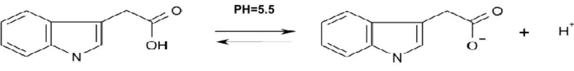 Fig. 2 Reversible dissociation of the molecule of native auxin – indole-3-acetic acid (IAA) [15].