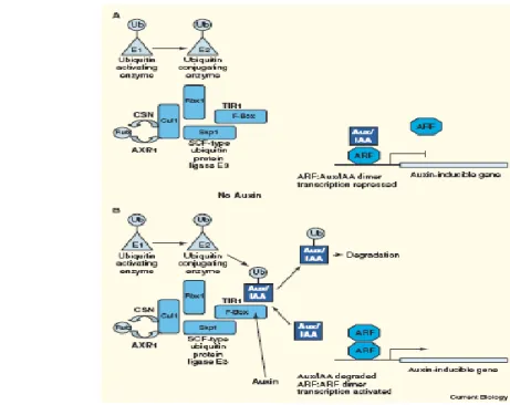 Fig. 4 The auxin response pathway in plants. Auxin-responsive genes are activated by members of the ARF family with Q-richtranscriptional activation domains