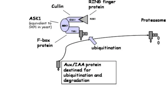 Fig. 5 The plant SCF TIR1 complex ubiquitinates Aux/IAA transcription factors [39].