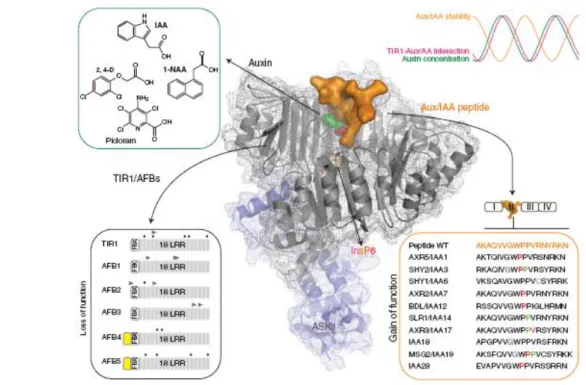Fig. 7 Regulation of ASK1-TIR1-Aux/IAA auxin receptor complexes. Indole-3-acetic acid (IAA) is the major natural auxin but other auxinic compounds, including a-Naphthalene aceticacid (1-NAA),  2,4-Dichlorophenoxyacetic acid (2,4-D) and 4-Amino-3,5,6-trichl
